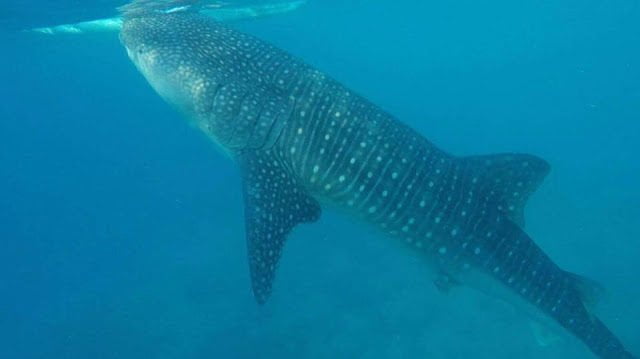 whale shark